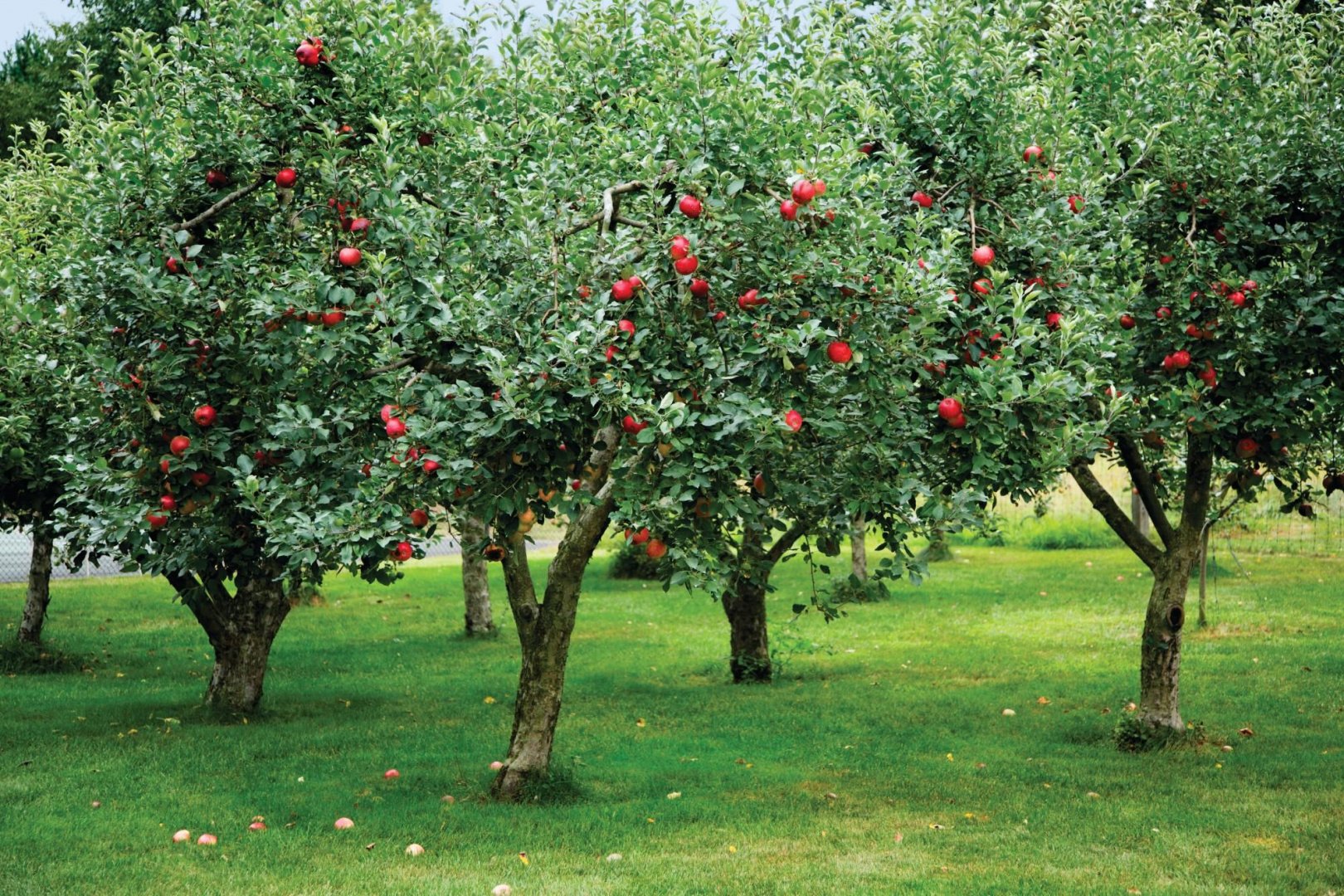 Декоративные и плодовые культуры. Пальметта яблоня. Среднеазиатская яблоня. Низкорослые плодовые деревья яблони. Дерево яблони Жарден.
